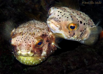 Balloonfish Love