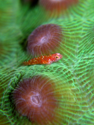 Pygmy Goby on Green