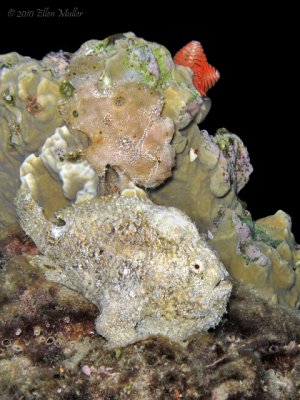 Frogfish Pair