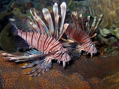 Lionfish Pair