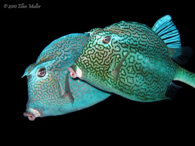 Mating Cowfish