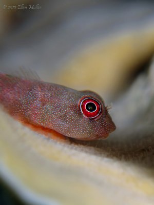 Papillate Clingfish