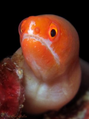 Orange Moray