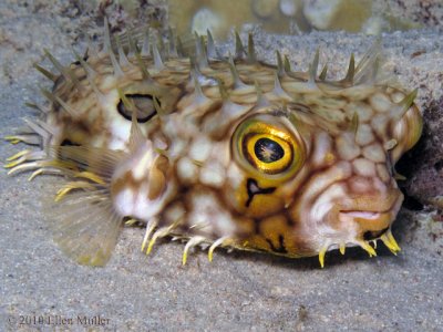 Web Burrfish