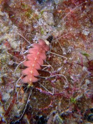 Amblyosyllis sp