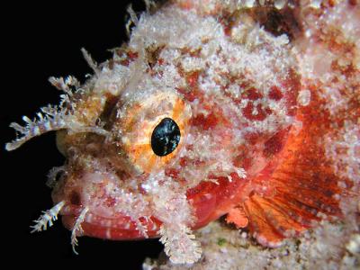 coral scorpionfish
