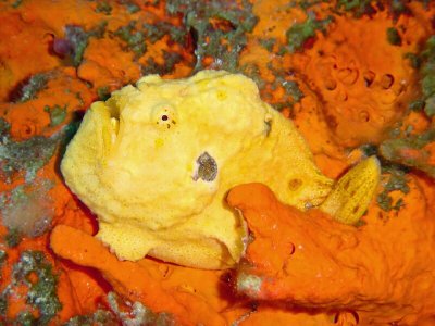 Frogfish        2001-2002
