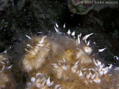 Flower Coral Spawning