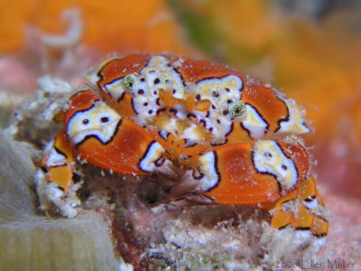 Gaudy Clown Crab