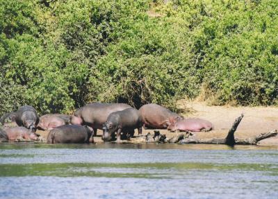 Hippo's frolicking on Chobe River, Africa