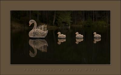 Swans in Xmas Lights.jpg