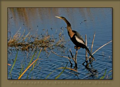 Anghinga Merrit Island.jpg