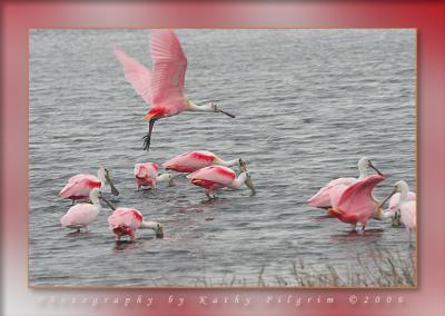 Roseate Spoonbills - Meritt Island Fla.jpg