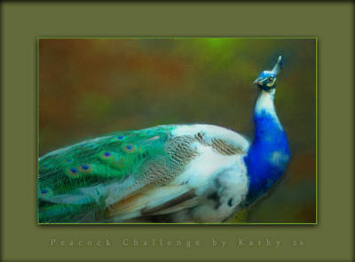 Peacock Challenge.jpg