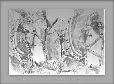 g3/10/523610/3/56254761.Donkeys.jpg