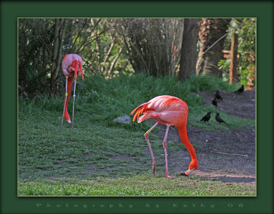 Flamingo Foraging.jpg