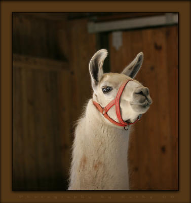 Crop of Llama.jpg