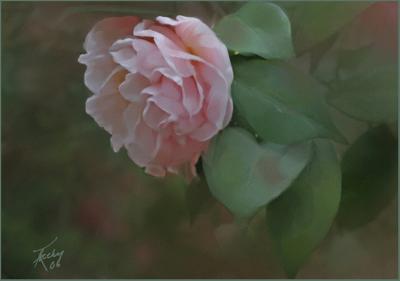 Pink Painted Camellia.jpg