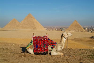 Camel posting in front of Pyramids.jpg