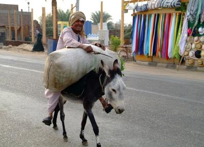 Donkey Transportation.jpg