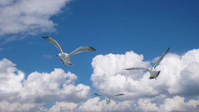 Matsushima Islands Seagulls October 2007