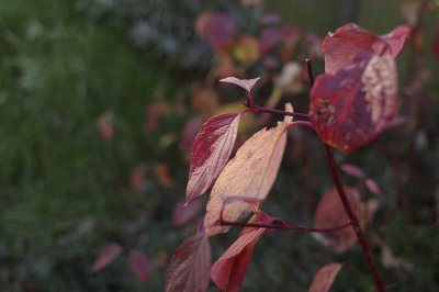 Vivitar 24mm f2.jpg