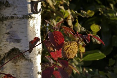 Pentax M 135-3.5.jpg