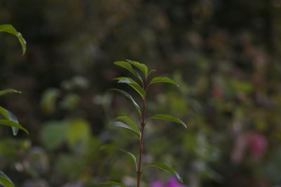 Mitakon 200-3.5.jpg