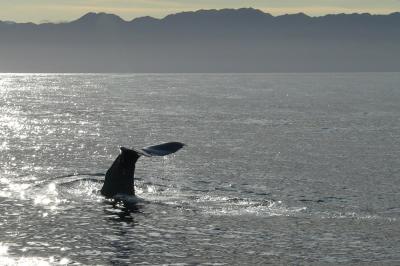 Kaikoura dive 40312-web.jpg