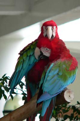 Singapore Macaws 0067-web.jpg