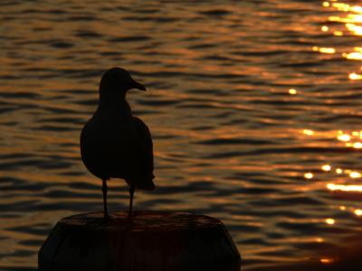 Beacon Cove Gull 1010281-web.jpg