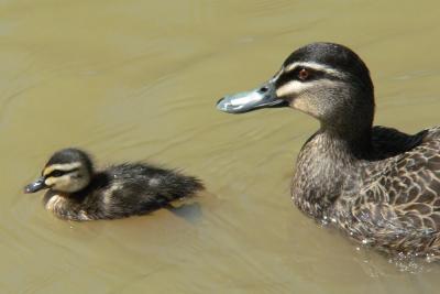 Mother and duckling-s.jpg