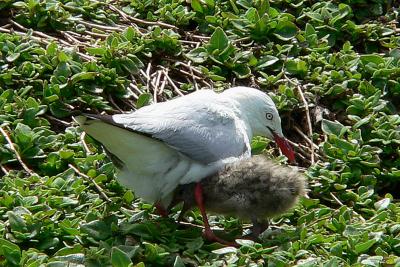 Silver gull and chick 1000389-web.jpg