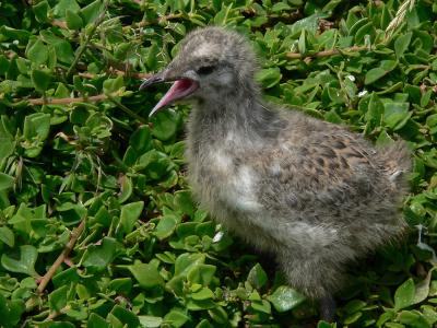 Silver gull chick 1000405-web.jpg