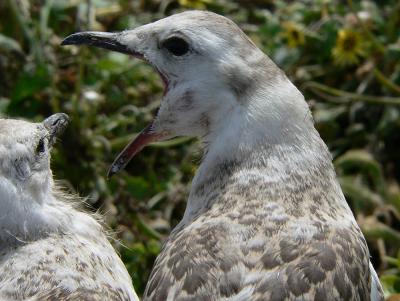 Silver gull chicks 1000404-web.jpg