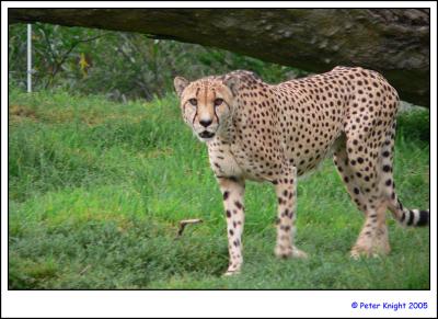 Werribee Zoo 111-web.jpg