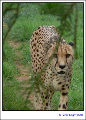 Werribee Zoo 117-web.jpg