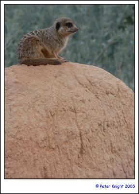 Werribee Zoo 131-web.jpg