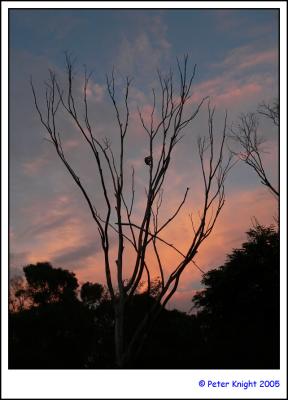 Werribee Zoo 155-web.jpg