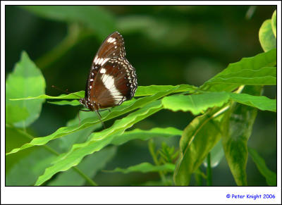 Butterfly 755.jpg