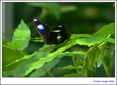 Butterfly 757.jpg