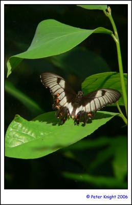 Butterfly 758.jpg