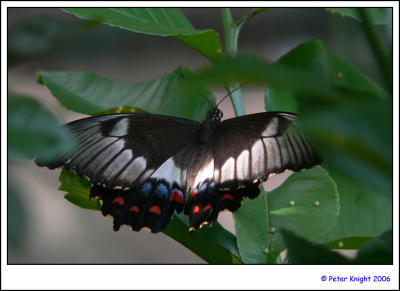 Butterfly 761.jpg