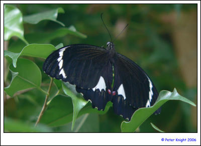 Butterfly 764.jpg