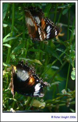 Butterfly 767.jpg