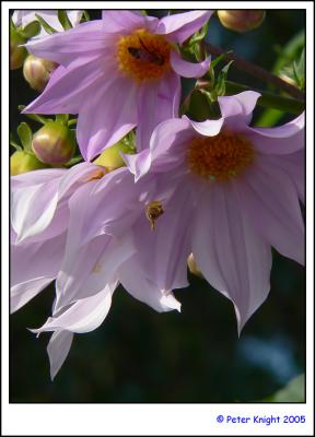 Native Bees on Dahlia Tree 795.jpg