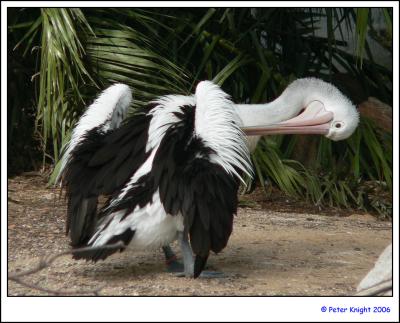 Australian Pelican 741_s.jpg
