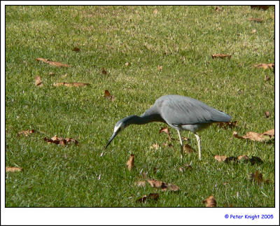 White-faced Heron 055_s.jpg