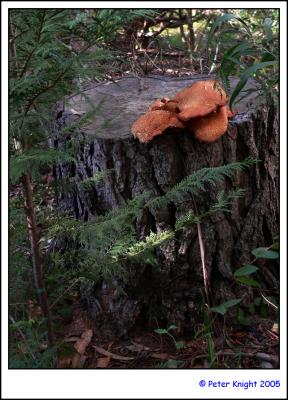 Fungus 046.jpg