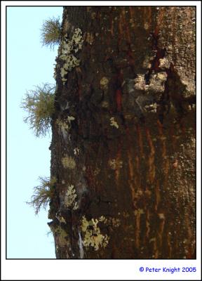 Lichen on the horizon 121.jpg